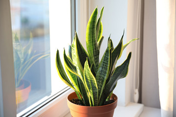 Potted Sansevieria plant near window at home