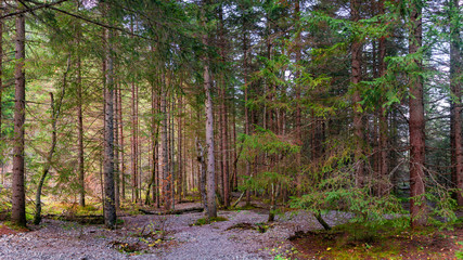 Magical forest in Dolomites at Autumn, South Tyrol, Italy