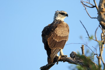 Martial Eagle Kruger National Park Africa