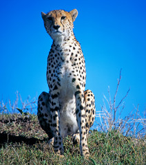 Gepard
