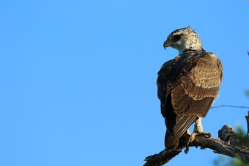 Martial Eagle Kruger National Park Africa