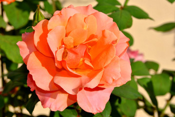 Rose Tuscan Sun