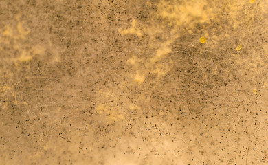 macro shot of Fungus on bread