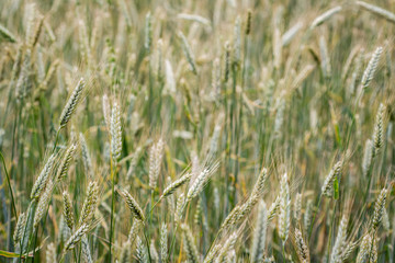 Green wheat field