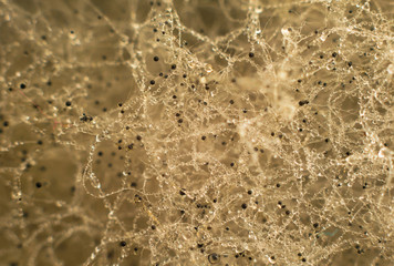 macro shot of Fungus on bread