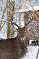 deer