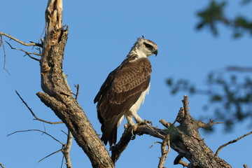 Martial Eagle Kruger National Park Africa