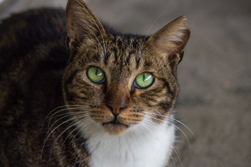 Portrait of dark brown coloured stray cat with green eyes in rainy day.