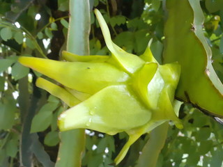dragon fruit with a background of green leaves