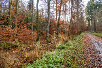 Herbst im Mischwald