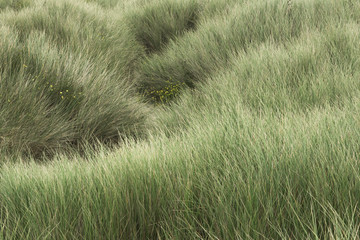 grass in the wind