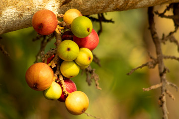 red and green ficus racemosa on tree, gular fig