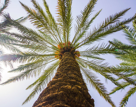 Date Palm tree on the clear sky background