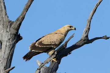 Pale Tawny Eagle Kruger National Park
