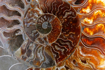 Detail of a fossilized ammonite from the Sahara desert in Morocco.Detail of a fossilized ammonite from the Sahara desert in Morocco.D.