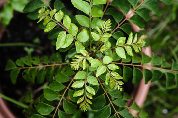 The curry tree (Murraya koenigii) or curry leaf tree shot with natural light. - obrazy, fototapety, plakaty