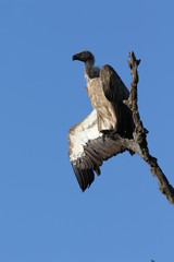 White-backed Vulture Kruger