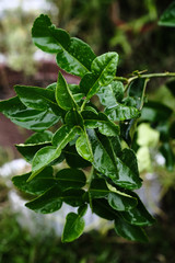 Citrus hystrix, called the kaffir lime, makrut lime or Mauritius papeda , shot with natural light.