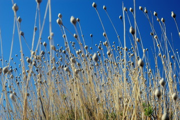 Pterocephalus lasiospermum dry seed capsules against a strong blue background_Teide Canary Islands