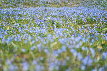Obraz na płótnie Canvas Blue spring flowers (scilla) blooming in a meadow. Selective focuse