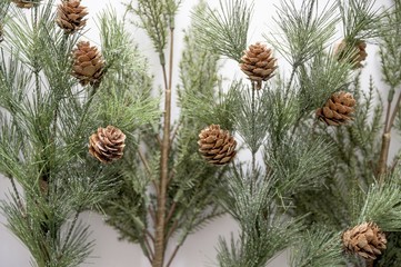 Closeup of fir branches with acorns on a white surface