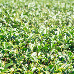 Beautiful green tea crop garden rows scene with blue sky and cloud, design concept for the fresh tea product background, copy space.