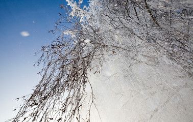 birch after freezing