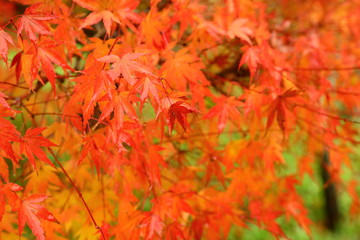 真っ赤なもみじ