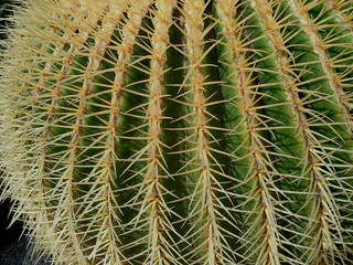 Echinocactus grusonii, commonly  known as Mother-in-Law's Seat shows a symmetrical shape with strong and hard spines