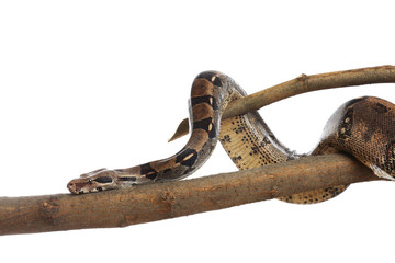 Brown boa constrictor on tree branch against white background