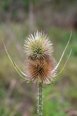 Chardon en plene nature. Thistle surrounded by nature.