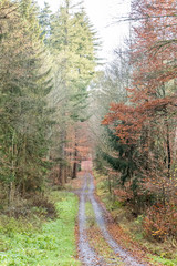 Herbst im Mischwald