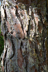 France. Tronc d'un pin, écorces en gros plan. Trunk of a pine tree, bark close-up.