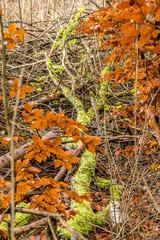 Herbst im Mischwald