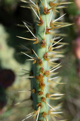 épines de cactus, figuier de barbarie.  thorns of cactus, prickly pear.