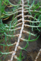 Kikuyo plants showing how they branch