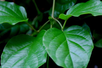 Green leaves of different tonnes and sizes