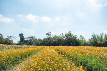 Flower fields with the blue sky