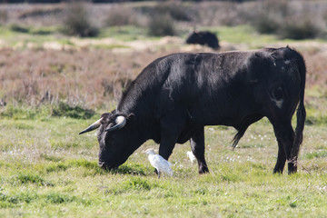 Taureau brave en camargue