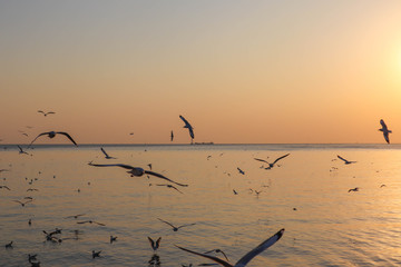 seagulls flying at the pangpoo