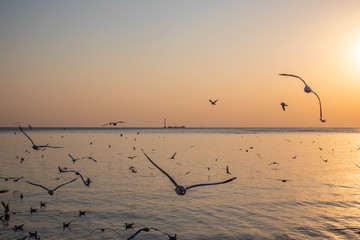 seagulls flying at the pangpoo