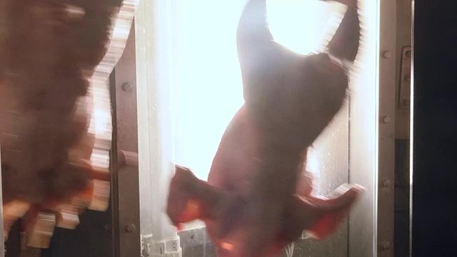 Technological line for primary processing of poultry, chicken carcasses. Chicken bodies quality control. Hens move away near a bright factory window.