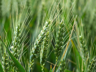 Closeup of green wheat ears in a summer wheat field