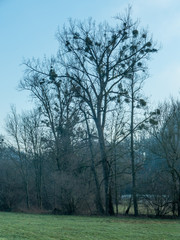 Misteln auf baum im Winter