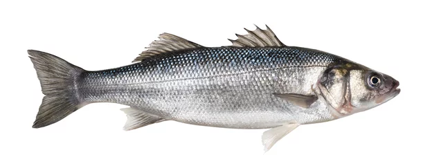Fotobehang One fresh sea bass fish isolated on white background © xamtiw