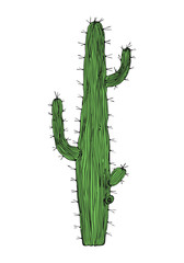 Home cactus plants or flower. Cozy cute element. Exotic or tropical succulent with prickles. Engraved hand drawn in old sketch and vintage doodle style.