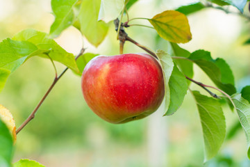 ripened apple on a branch with leaves in the sun. Macro, copy space