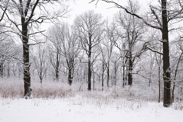 Forest trees are abundantly covered with fluffy snow in cloudy weather.