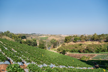 strawberry farm  In Khao Kho District Phetchabun Province, Thailand.