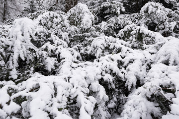 The branches of a Christmas tree are covered with snow.